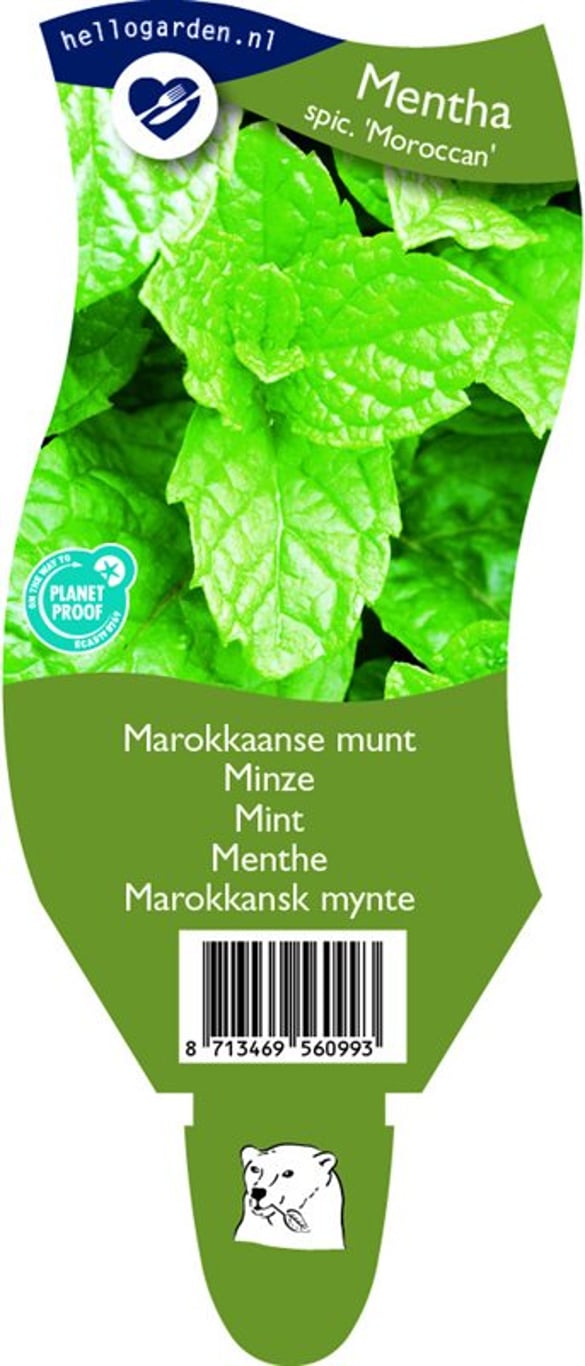 Mentha spicata 'Moroccan' - P11